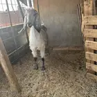 عنز مشروكه خلفه طيبه حدرها جفره