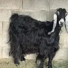 السيل الصغير