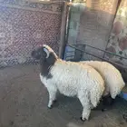 طليين