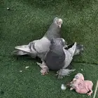 جوز تركي تب التب