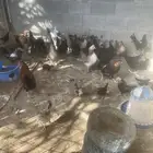 دجاج بياض للبيع