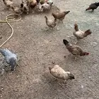 دجاج بلدي للبيع