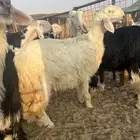 عيسيات صنف