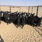 معزاء العدد 50 راس مراح واحد