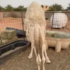 للبيع حشو قصب طايشات شحم