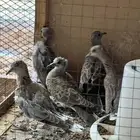 للبيع خمس اجواز قمري   اقميري