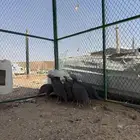 دجاج حبشي العدد 10 حبات العمر مابين 4 شهور و 5 شهور