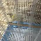 كناري سوري ذكر