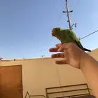 دره هدد خارجي