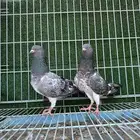 جوز حمام باكستاني كاسوري ( تم البيع )