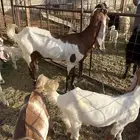 عنز معها جفار ثنتين 3 شهور تقريبا