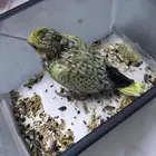 للبيع فرخ كروان كوكتيل