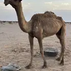 ناقه خفوت تضلع من يده  ناقة منتج إنتاجتها قوي