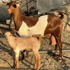 جفرة ثنية تحتها تيس