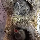فروخ بلابل