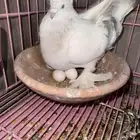 حمام تركي ثلجي منتج