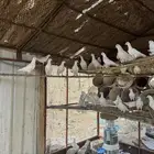 حمام فرنسي للبيع