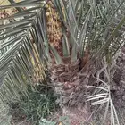 نخل سكري وخلاص وبرحي وصقعي ومصيفه وسندي ونبوت سيف