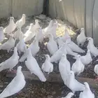 تم البيع الله يبارك لرعيه