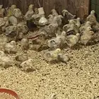 صوص دجاج بلدي للبيع