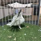 للبيع جوز منتج رقصي
