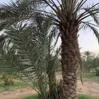 فسيل نخل بأسعار مغرية جدا مع القلع والتوصيل