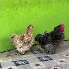 للبيع ديك ودجاجه كوشن فرزل