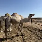 ناقه مهجنه