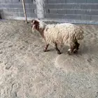 خروف نعيمي طيب
