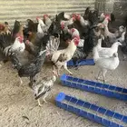 دجاج بلدي بياض يوجد توصيل