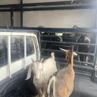 عنزين متابيع التهاميه عليها تيس وثاني جمده المعزا طيبه