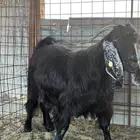 عنز عارضيه