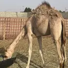 بكره للبيع