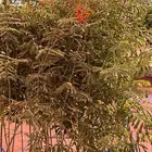 شتلات زراعيه