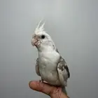 طير ببغاء كروان هولندي