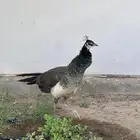 طاووس