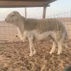 للبيع خرووف حري