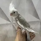 كروانات اليفه جداا