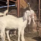 معزا مطورات ( تم البيع )