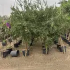 جواف ورمان يمني ياسمين احمر وتين اسباني وتركي مثمر  نجران