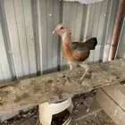 جاج. باكستاني