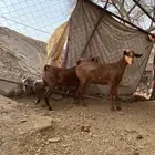 خبيش دهم