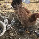 دجاج أوديك
