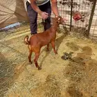 نوفر ذبائح للمناسبات و لثلاجة ولكشتات