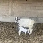 عنز والد مشروكه