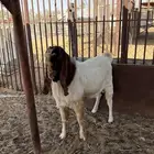 تيس طيب