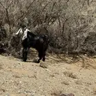 تيس صنف فحل مشروط