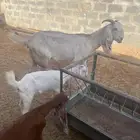 ماعز