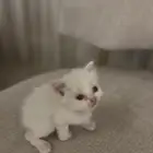 قطط