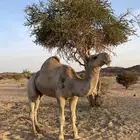 بعيراشقحها أسنان ناب بعير كفوو وصور أنتجه معه ولد مضيم